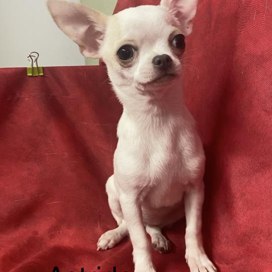 chiot Chihuahua Poil Court ASTRIDE chihuahua DISPONIBLE Domaine de la Chantelaie
