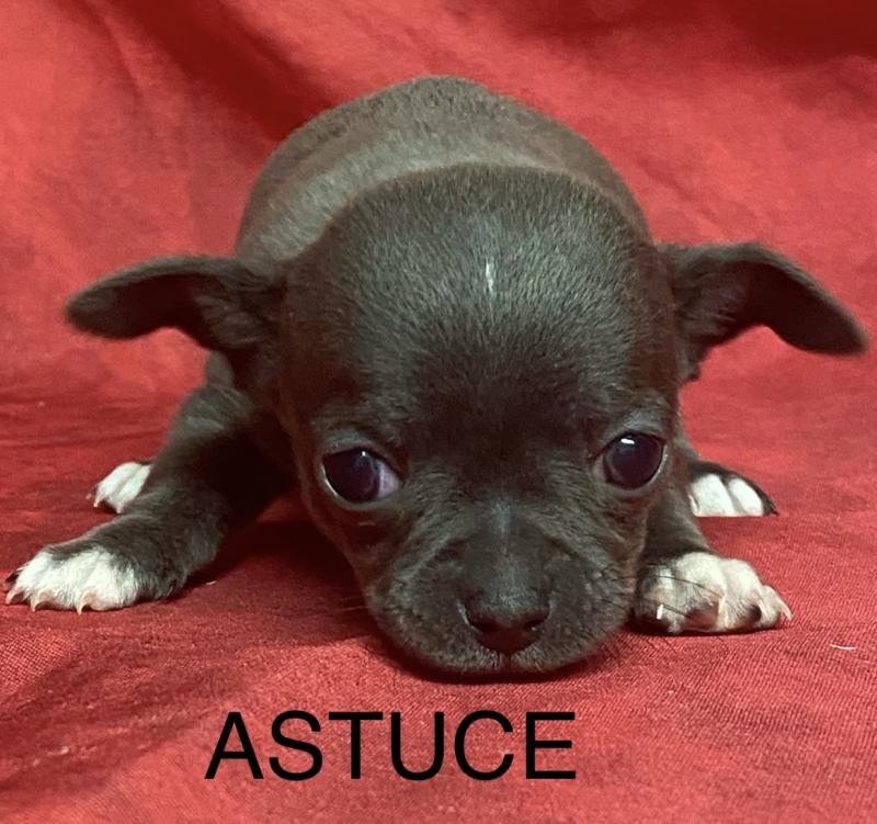 ASTUCE chihuahua à réserver Femelle Chihuahua Poil Court