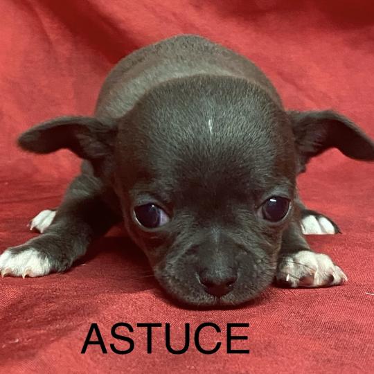 chiot Chihuahua Poil Court ASTUCE chihuahua à réserver Domaine de la Chantelaie