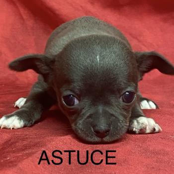 chiot Chihuahua Poil Court ASTUCE chihuahua à réserver Domaine de la Chantelaie