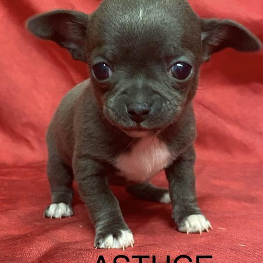 chiot Chihuahua Poil Court ASTUCE chihuahua à réserver Domaine de la Chantelaie