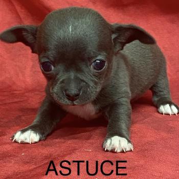 chiot Chihuahua Poil Court ASTUCE chihuahua à réserver Domaine de la Chantelaie
