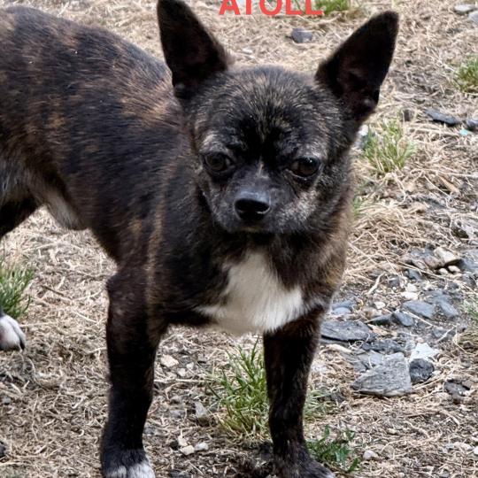 chien Chihuahua Poil Court ATOLL chihuahua pc Domaine de la Chantelaie
