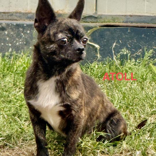 chien Chihuahua Poil Court ATOLL chihuahua pc Domaine de la Chantelaie