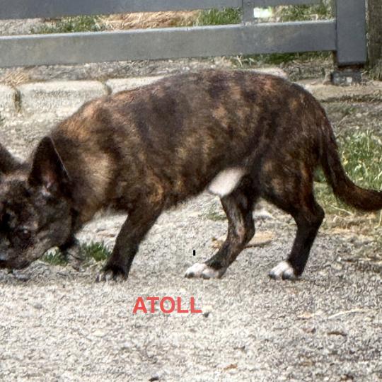 chien Chihuahua Poil Court ATOLL chihuahua pc Domaine de la Chantelaie