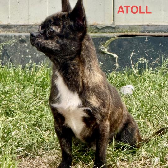 chien Chihuahua Poil Court ATOLL chihuahua pc Domaine de la Chantelaie