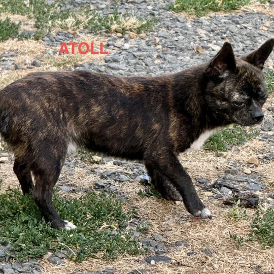 chien Chihuahua Poil Court ATOLL chihuahua pc Domaine de la Chantelaie