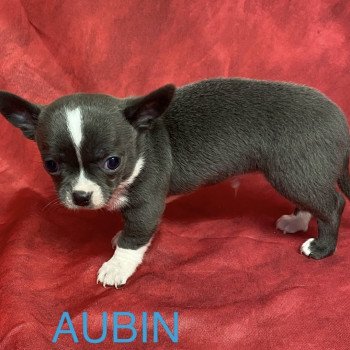 chiot Chihuahua Poil Court AUBIN chihuahua à réserver Domaine de la Chantelaie