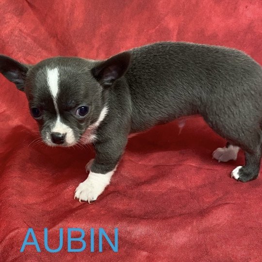 chiot Chihuahua Poil Court AUBIN chihuahua à réserver Domaine de la Chantelaie chiot Chihuahua Poil Court AUBIN chihuahua à réserver Domaine de la Chantelaie