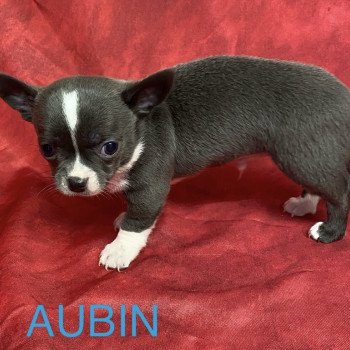 chiot Chihuahua Poil Court AUBIN chihuahua à réserver Domaine de la Chantelaie