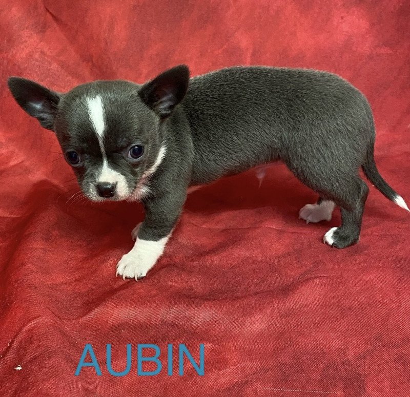 AUBIN chihuahua à réserver Mâle Chihuahua Poil Court