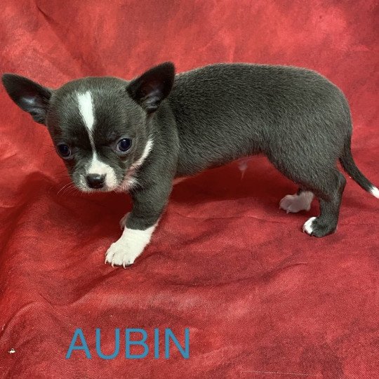 chiot Chihuahua Poil Court AUBIN chihuahua à réserver Domaine de la Chantelaie chiot Chihuahua Poil Court AUBIN chihuahua à réserver Domaine de la Chantelaie