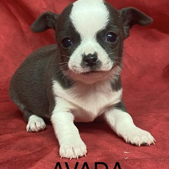 chiot Chihuahua Poil Court AVADA chihuahua à réserver Domaine de la Chantelaie