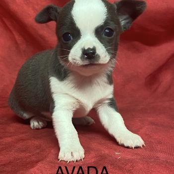chiot Chihuahua Poil Court AVADA chihuahua à réserver Domaine de la Chantelaie