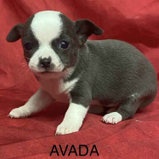 chiot Chihuahua Poil Court AVADA chihuahua à réserver Domaine de la Chantelaie