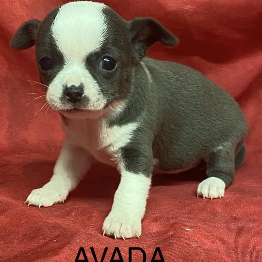 chiot Chihuahua Poil Court AVADA chihuahua à réserver Domaine de la Chantelaie