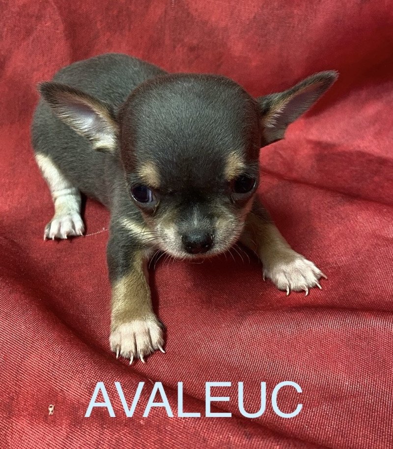 AVALEUC chihuahua à réserver Mâle Chihuahua Poil Court