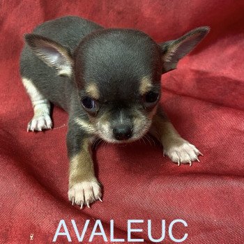 chiot Chihuahua Poil Court AVALEUC chihuahua à réserver Domaine de la Chantelaie
