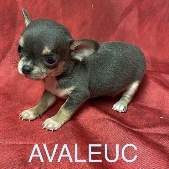 chiot Chihuahua Poil Court AVALEUC chihuahua à réserver Domaine de la Chantelaie chiot Chihuahua Poil Court AVALEUC chihuahua à réserver Domaine de la Chantelaie