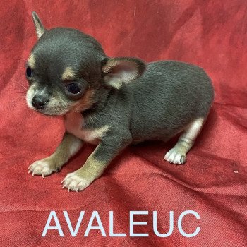 chiot Chihuahua Poil Court AVALEUC chihuahua à réserver Domaine de la Chantelaie