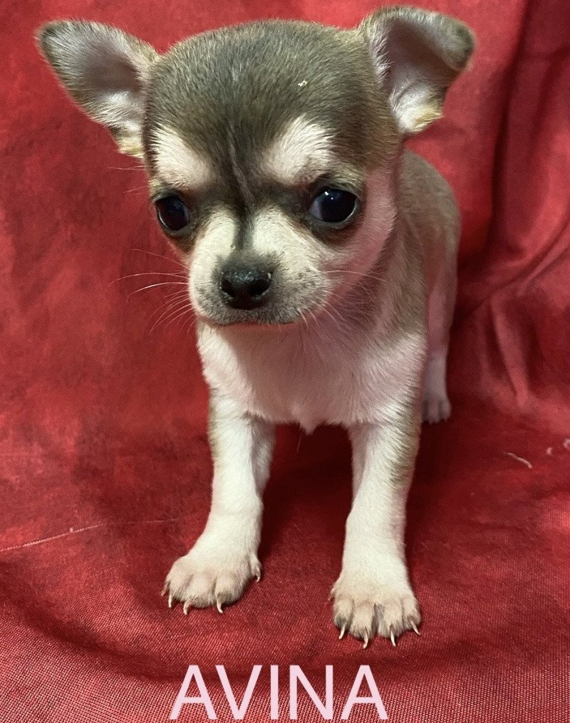 AVINA chihuahua à réserver Femelle Chihuahua Poil Court