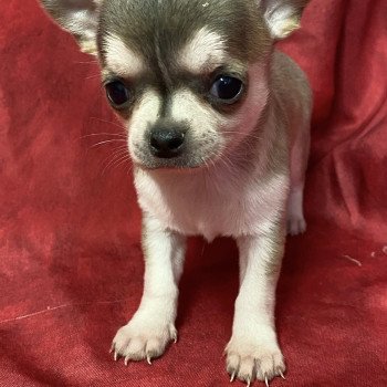 chiot Chihuahua Poil Court AVINA chihuahua à réserver Domaine de la Chantelaie