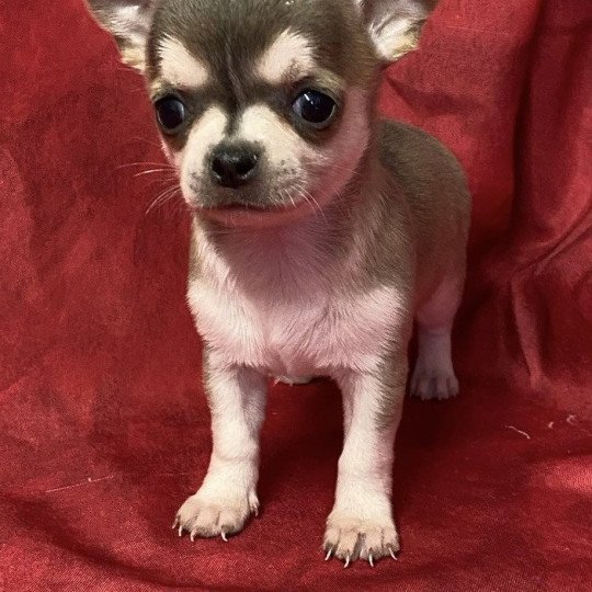 chiot Chihuahua Poil Court AVINA chihuahua à réserver Domaine de la Chantelaie chiot Chihuahua Poil Court AVINA chihuahua à réserver Domaine de la Chantelaie