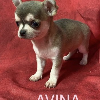 chiot Chihuahua Poil Court AVINA chihuahua à réserver Domaine de la Chantelaie