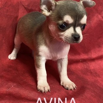chiot Chihuahua Poil Court AVINA chihuahua à réserver Domaine de la Chantelaie