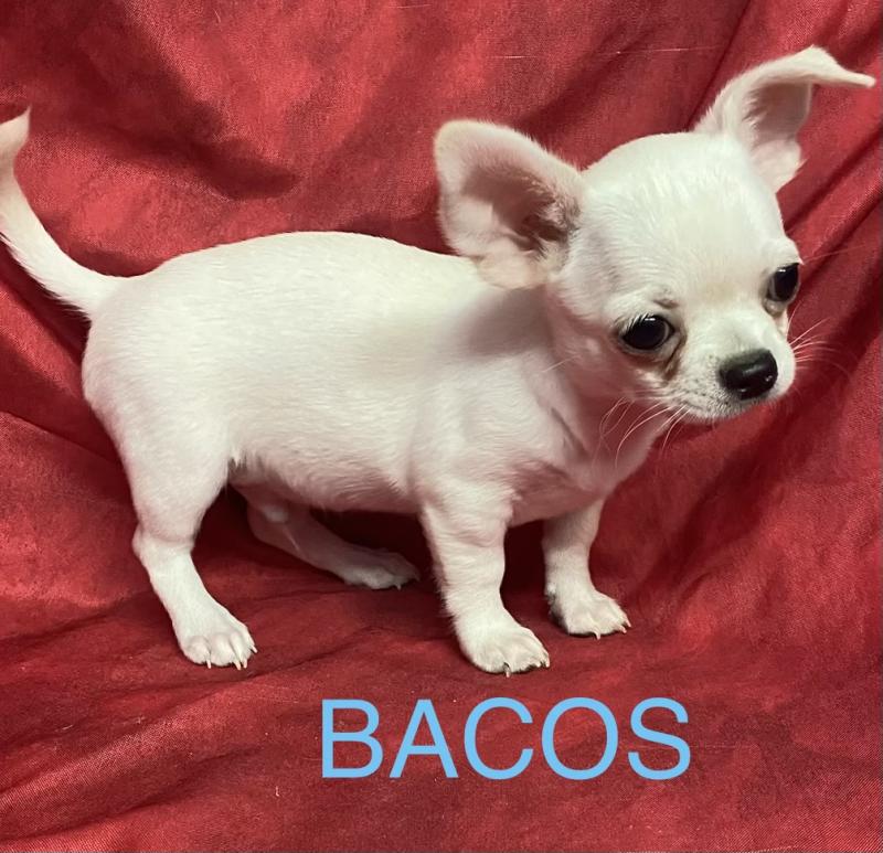 BACOS chihuahua DISPONIBLE Mâle Chihuahua Poil Court