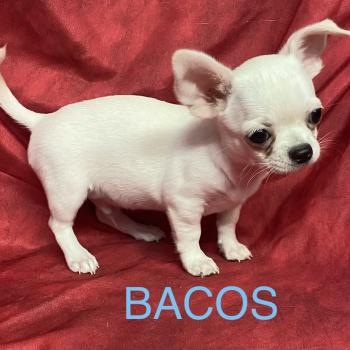 chiot Chihuahua Poil Court BACOS chihuahua DISPONIBLE Domaine de la Chantelaie