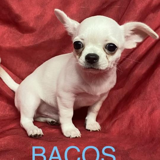 chiot Chihuahua Poil Court BACOS chihuahua DISPONIBLE Domaine de la Chantelaie