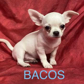 chiot Chihuahua Poil Court BACOS chihuahua DISPONIBLE Domaine de la Chantelaie