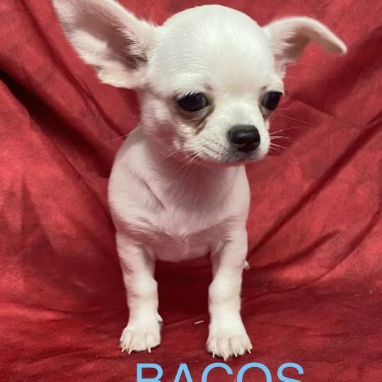 chiot Chihuahua Poil Court BACOS chihuahua DISPONIBLE Domaine de la Chantelaie