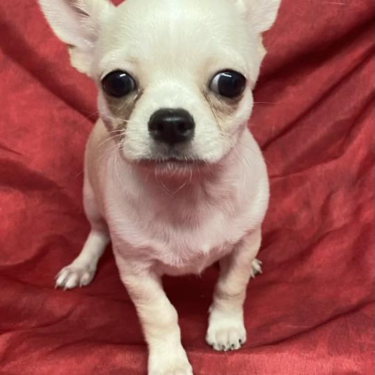 chiot Chihuahua Poil Court BARKLEY chihuahua DISPONIBLE Domaine de la Chantelaie