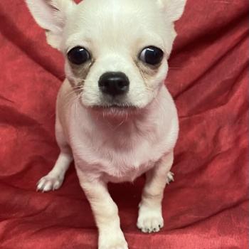 chiot Chihuahua Poil Court BARKLEY chihuahua DISPONIBLE Domaine de la Chantelaie