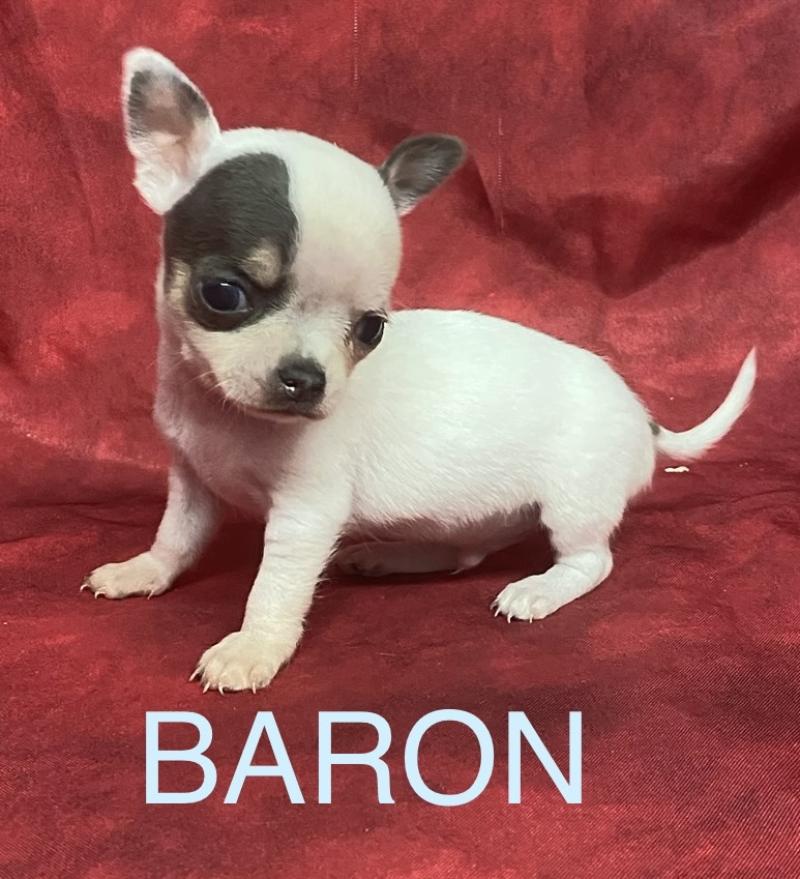 BARON mini chihuahua à réserver Mâle Chihuahua Poil Court