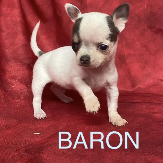 chiot Chihuahua Poil Court BARON mini chihuahua à réserver Domaine de la Chantelaie