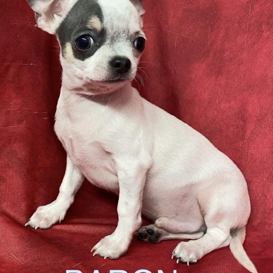 BARON mini chihuahua Disponible Mâle Chihuahua Poil Court