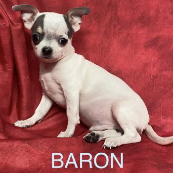 chiot Chihuahua Poil Court BARON mini chihuahua à réserver Domaine de la Chantelaie