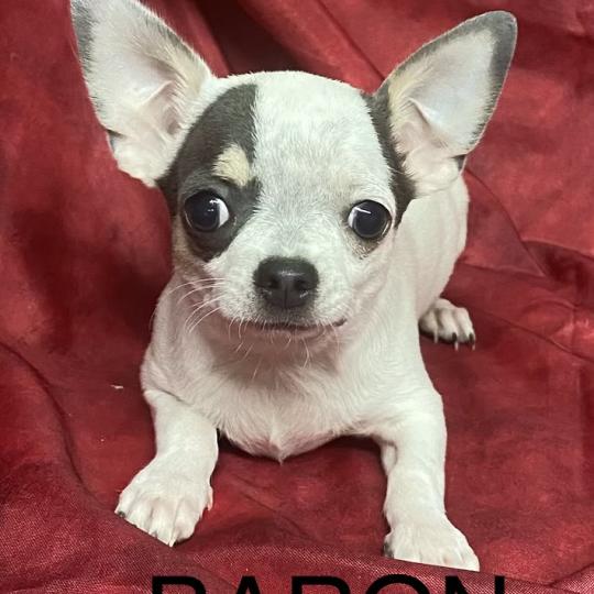 chiot Chihuahua Poil Court BARON mini chihuahua Disponible Domaine de la Chantelaie
