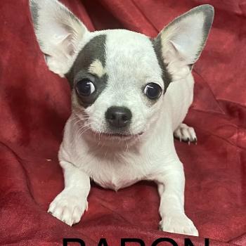 chiot Chihuahua Poil Court BARON mini chihuahua Disponible Domaine de la Chantelaie