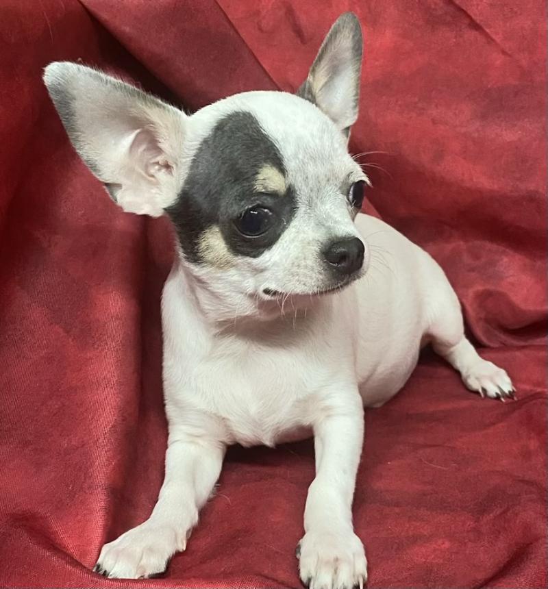 BARON mini chihuahua Disponible Mâle Chihuahua Poil Court