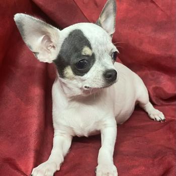 chiot Chihuahua Poil Court BARON mini chihuahua Disponible Domaine de la Chantelaie