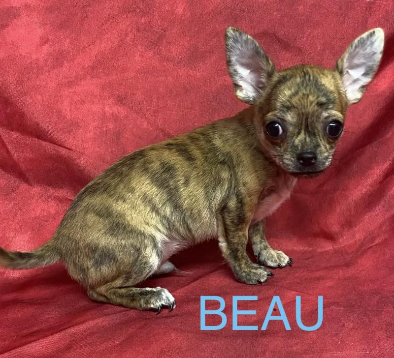 BEAU chihuahua réserver Mâle Chihuahua Poil Court