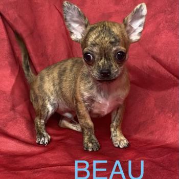 chiot Chihuahua Poil Court BEAU chihuahua réserver Domaine de la Chantelaie