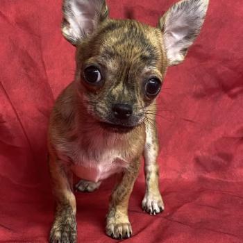 chiot Chihuahua Poil Court BEAU chihuahua réserver Domaine de la Chantelaie