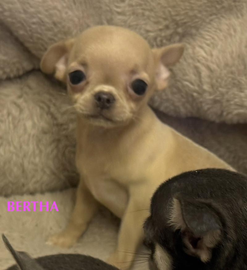 BERTHA mini chihuahua LOF à réserver Femelle Chihuahua Poil Court