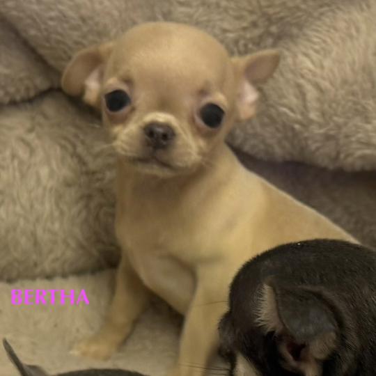 chiot Chihuahua Poil Court BERTHA mini chihuahua LOF à réserver Domaine de la Chantelaie