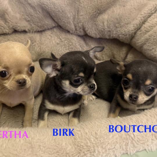 chiot Chihuahua Poil Court BERTHA mini chihuahua LOF à réserver Domaine de la Chantelaie